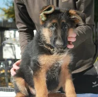 Německý ovčák typ Rex