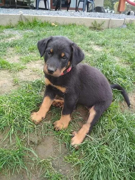 Štenatka Beaucerona s PP