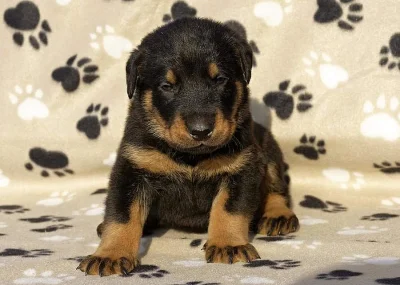 Štenatka Beaucerona s PP