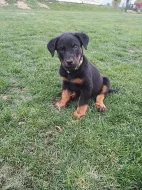 Štenatka Beaucerona s PP