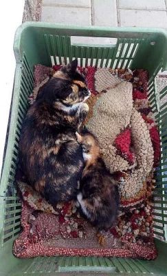 Kocourci