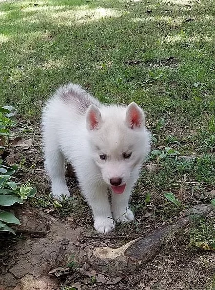 Silné a zdravé sibiřské husky štěně.