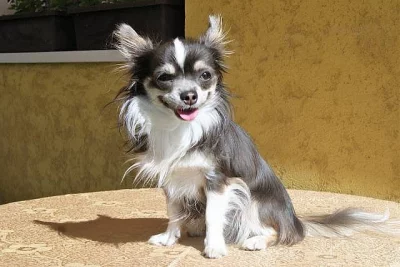 Nabídka krytí - čivava