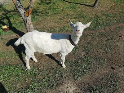 koza