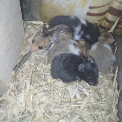 Mláďata Křečka Syrského