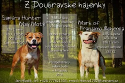 Stafordšírský bulteriér