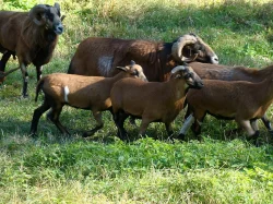 kamerunska ovce beranek jehnička