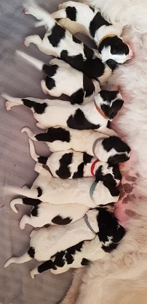 Štěňátka plemene Landseer s PP.