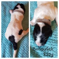 Štěňátka plemene Landseer s PP.