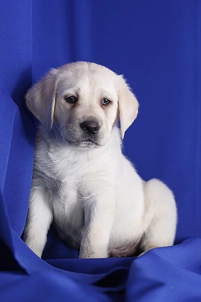 Krásný labradorský retrívr pro skvělou rodinu.