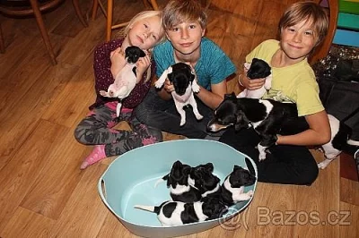Jack russell terier