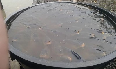 Nasada kapra