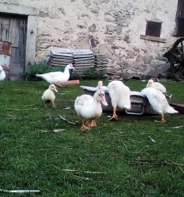 Kačenky
