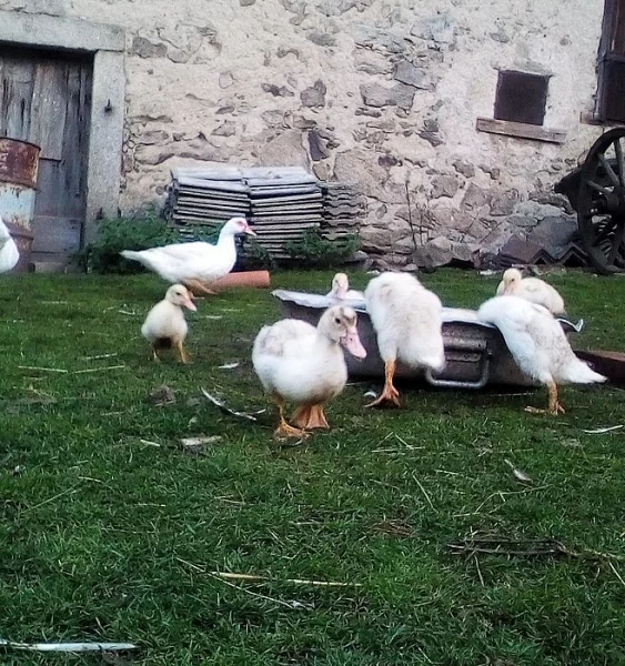 Kačenky