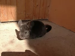 Prodám dva kluky a holčičku
