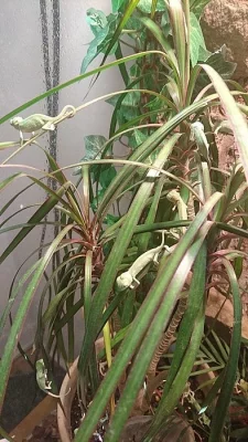 Mláďata Chameleona Jemenského