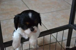 Kavalír king charles španěl