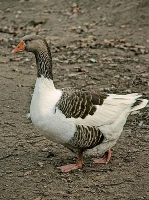 Husa pomořanská