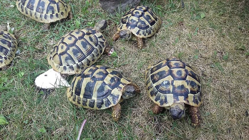 Želva zelenavá - odchov 2018