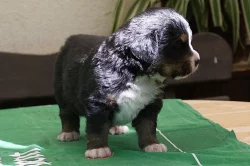 prodán štěňat Bernského salašnického psa