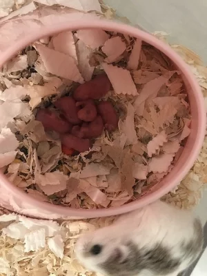 Daruji mláďata křečka Roborovského do dobrých rukou