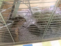 Daruji Osmaky degu