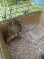 Daruji Osmaky degu