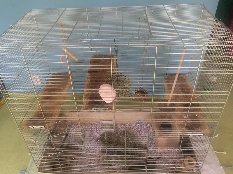 Daruji Osmaky degu