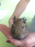 Daruji Osmaky degu