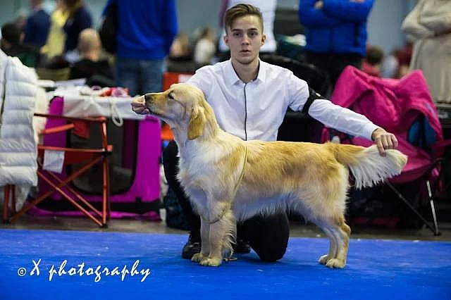 Štěňátka zlatých retrívrů