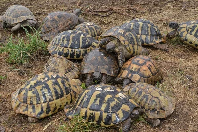 Prodám malé želvy + plně vybavená terária