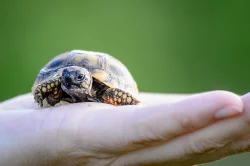 Prodám malé želvy + plně vybavená terária