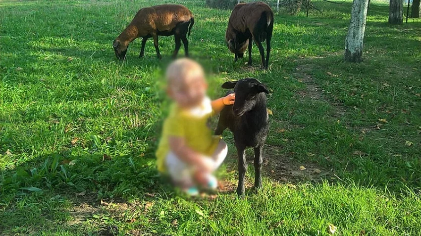 Kamerunský beránek