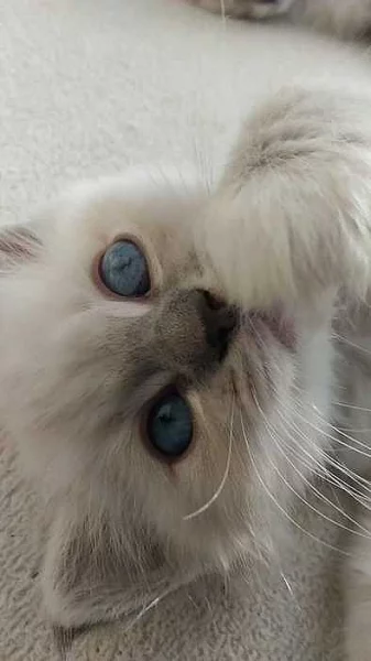Ragdoll koťátka s PP odběr od 26.11.2018