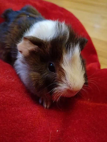 Morče Peruánské - sameček