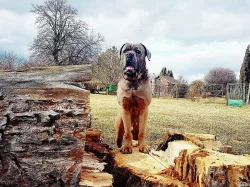 Krytí Cane Corso