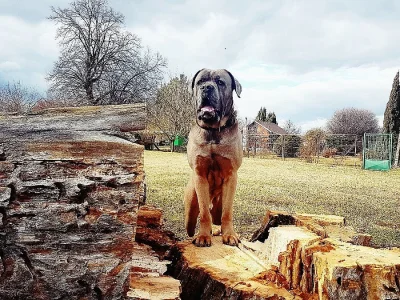 Krytí Cane Corso