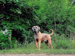 Krytí Cane Corso