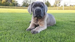 Krytí Cane Corso