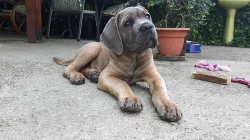 Krytí Cane Corso