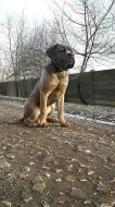 Krytí Cane Corso