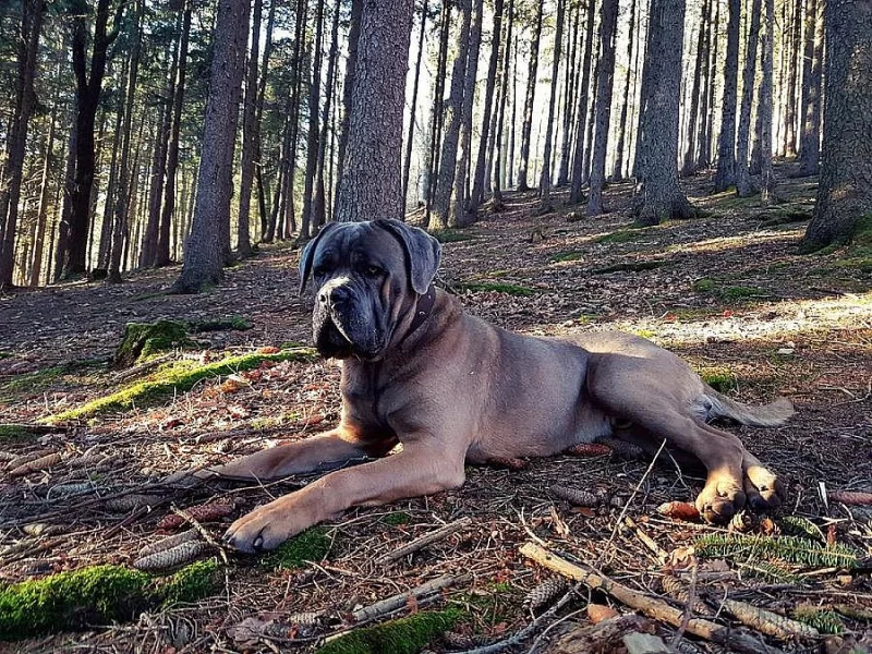 Krytí Cane Corso