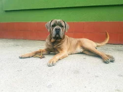 Krytí Cane Corso