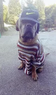 Krytí Cane Corso
