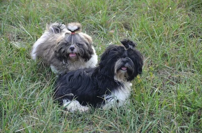 Prodám Shih-tzu