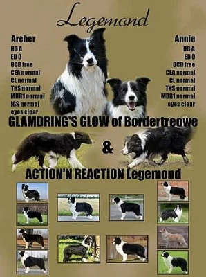 Štěňátko Border kolie (collie) na prodej!