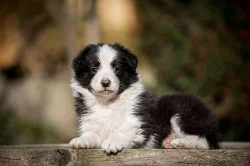 Štěňátko Border kolie (collie) na prodej!