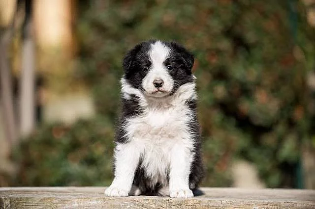 Štěňátko Border kolie (collie) na prodej!
