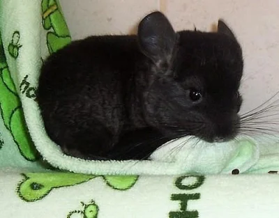Činčily extra dark ebony violet,white violet