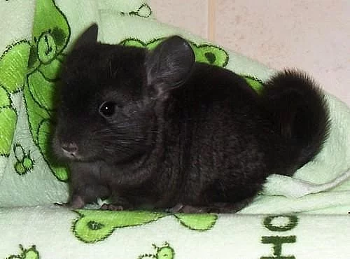 Činčily extra dark ebony violet,white violet